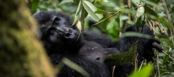 Full List of Uganda Gorilla Families in Bwindi