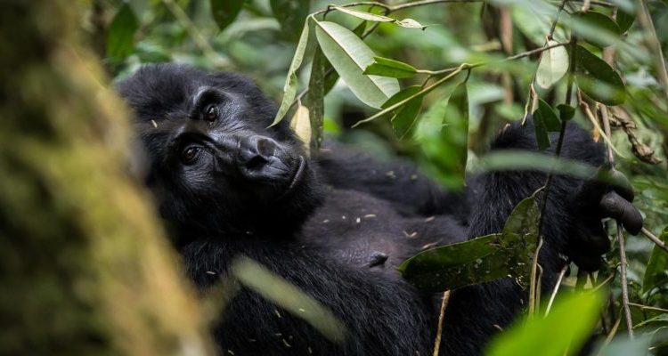 Full List of Uganda Gorilla Families in Bwindi