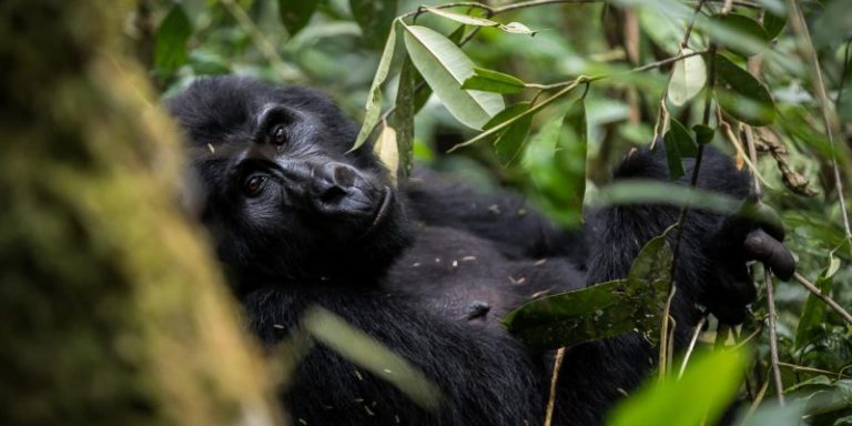 Full List of Uganda Gorilla Families in Bwindi