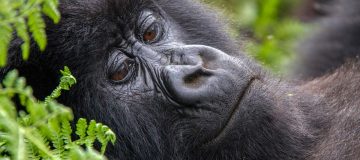 Rwanda Gorilla Families in PNV