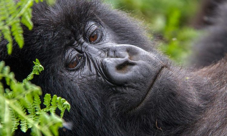 Rwanda Gorilla Families in PNV