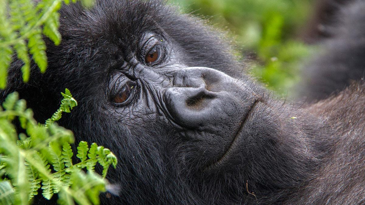 Rwanda Gorilla Families in Volcanoes National Park