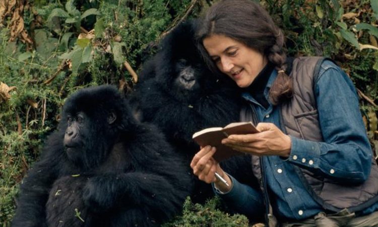 Dian Fossey Safari