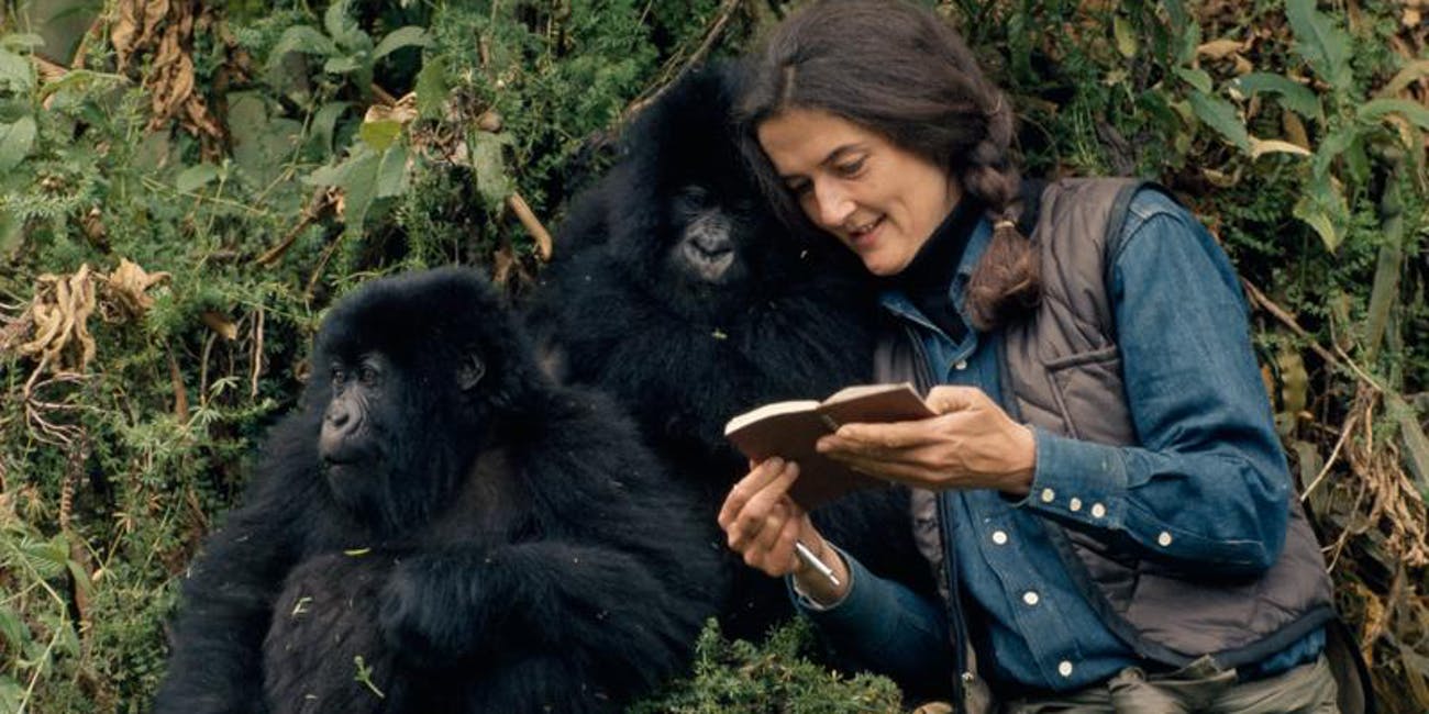 Dian Fossey Safari