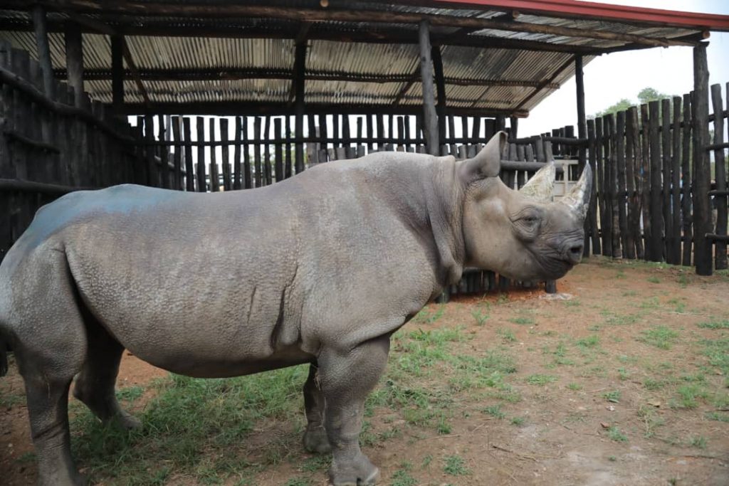 The 5 Eastern Black Rhinos