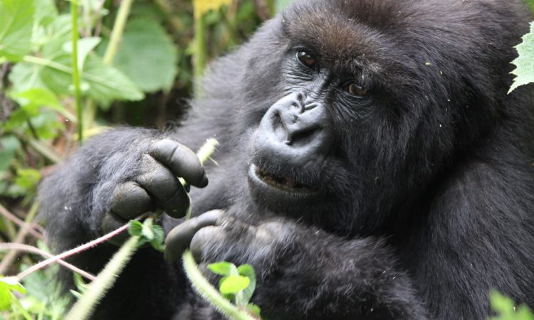 Best time to visit Rwanda National Parks 