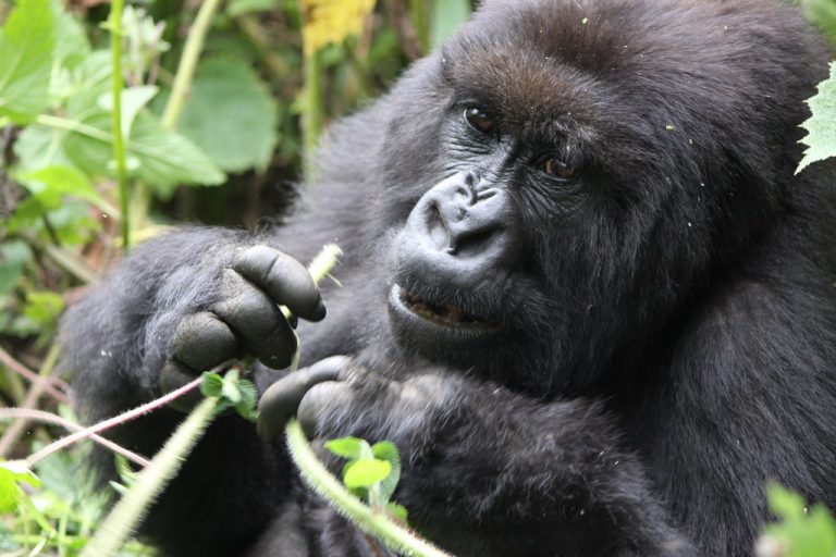 Best time to visit Rwanda National Parks 