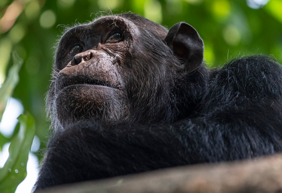 Chimpanzees in Nyungwe National Park