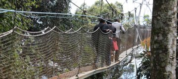Canopy Walk in Nyungwe