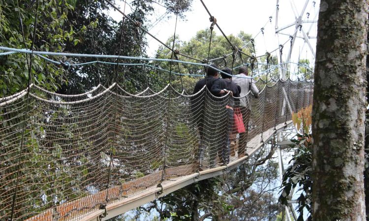 Canopy Walk in Nyungwe