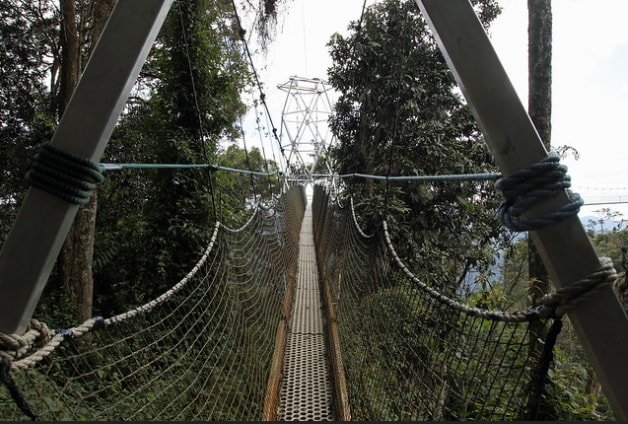 Canopy Walk