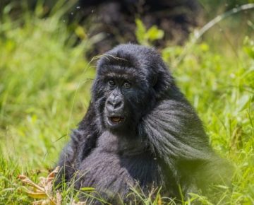 17 Days Uganda, Congo and Rwanda Combined Tour