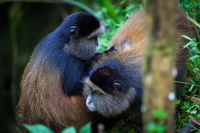 Golden Monkeys in Volcanoes National Park