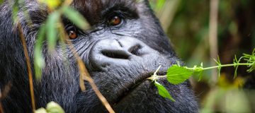 Gorilla in Bwindi Impenetrable National Park