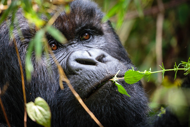 Gorillas in Volcanoes National Park