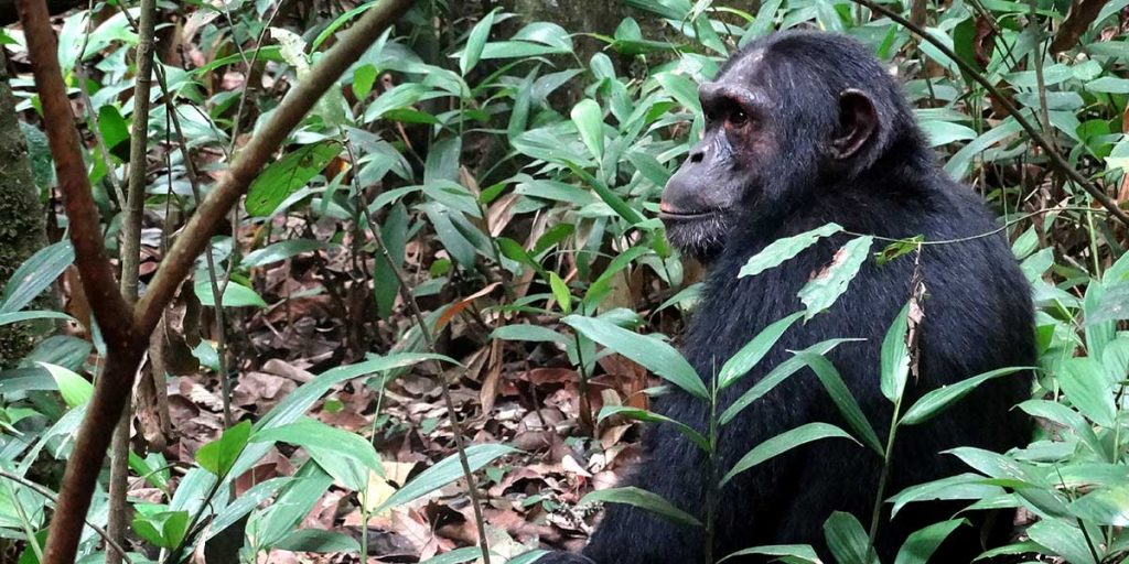 Chimpanzee Trekking in Kibale National Park