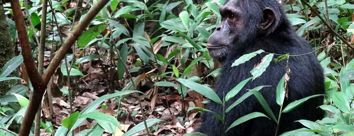 Chimpanzee Trekking in Kibale National Park