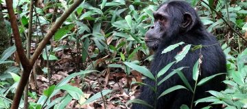 Chimpanzee Trekking in Kibale National Park
