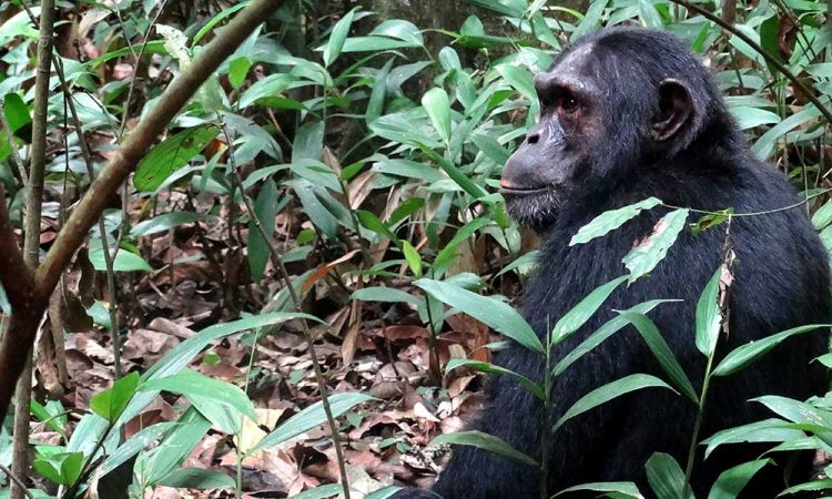 Chimpanzee Trekking in Kibale National Park