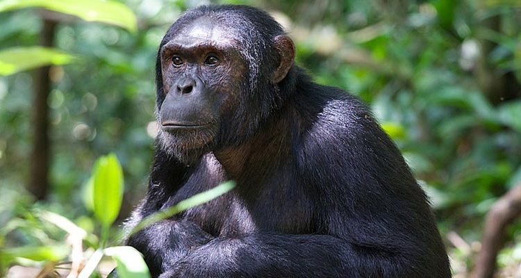 Chimpanzee Trekking in Kibale National Park