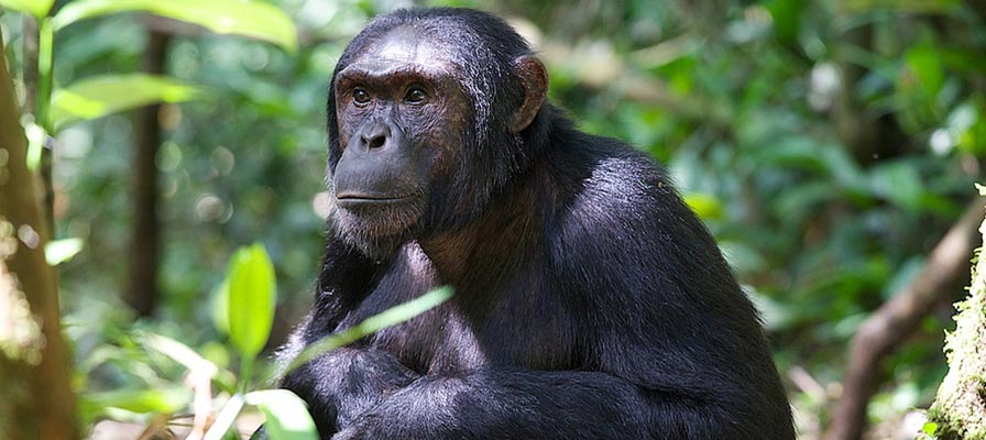 Chimpanzee Trekking in Kibale National Park