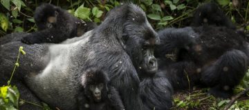 Congo Gorilla Families