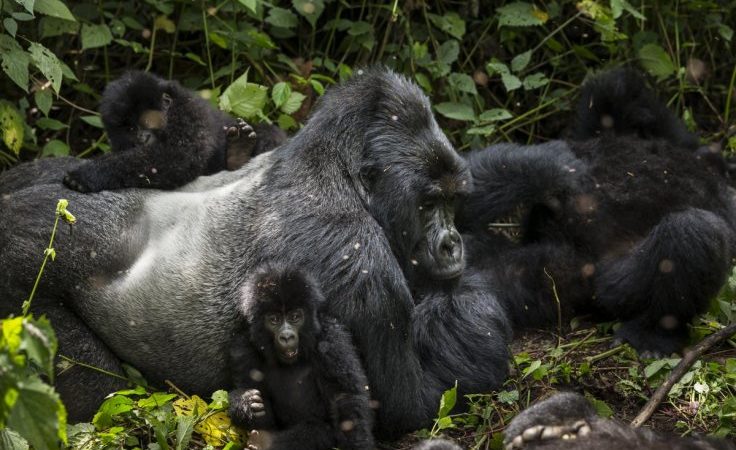 Congo Gorilla Families