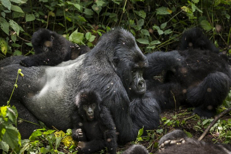 Best places to visit the gorillas in Africa