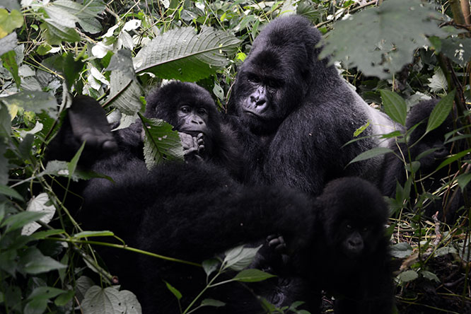 Congo Gorilla Families