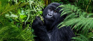 Rwanda Gorilla Tours