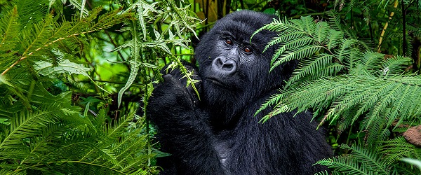 Rwanda Gorilla Tours