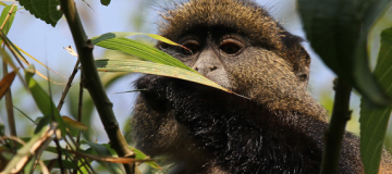 5 Days Bwindi Gorilla Trek and Rwanda Safari from Kigali