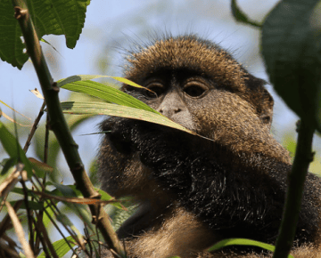 5 Days Bwindi Gorilla Trek and Rwanda Safari from Kigali