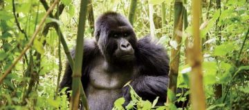 Gorilla Trekking in Rwanda