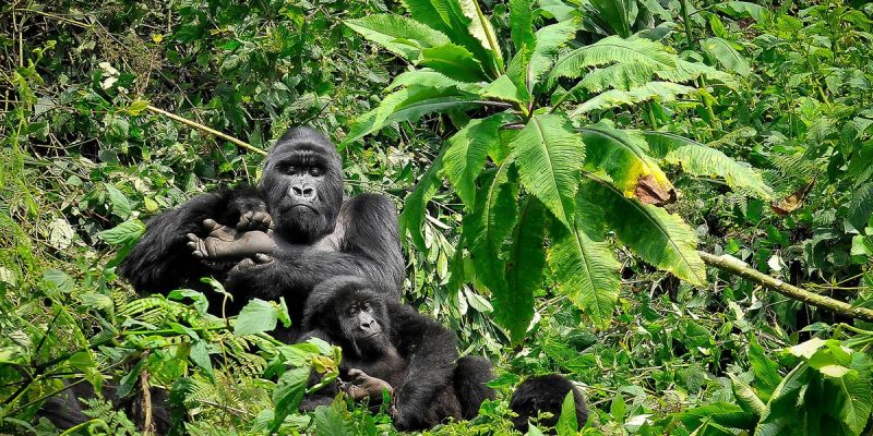 Gorilla Trekking in Rwanda