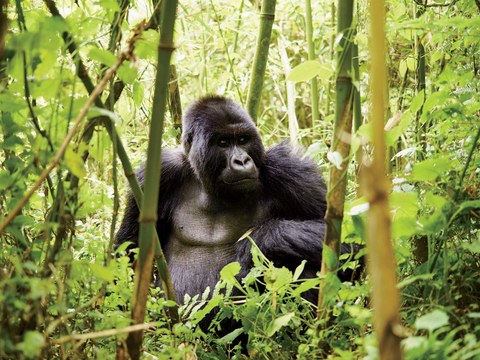 Gorilla Trekking in Rwanda