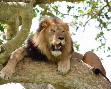 17 Days Uganda and Rwanda Safari in the ‘Heart of Africa’