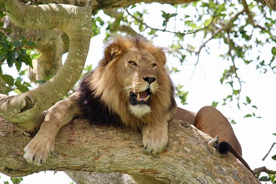 Lion Tracking in Queen Elizabeth National Park