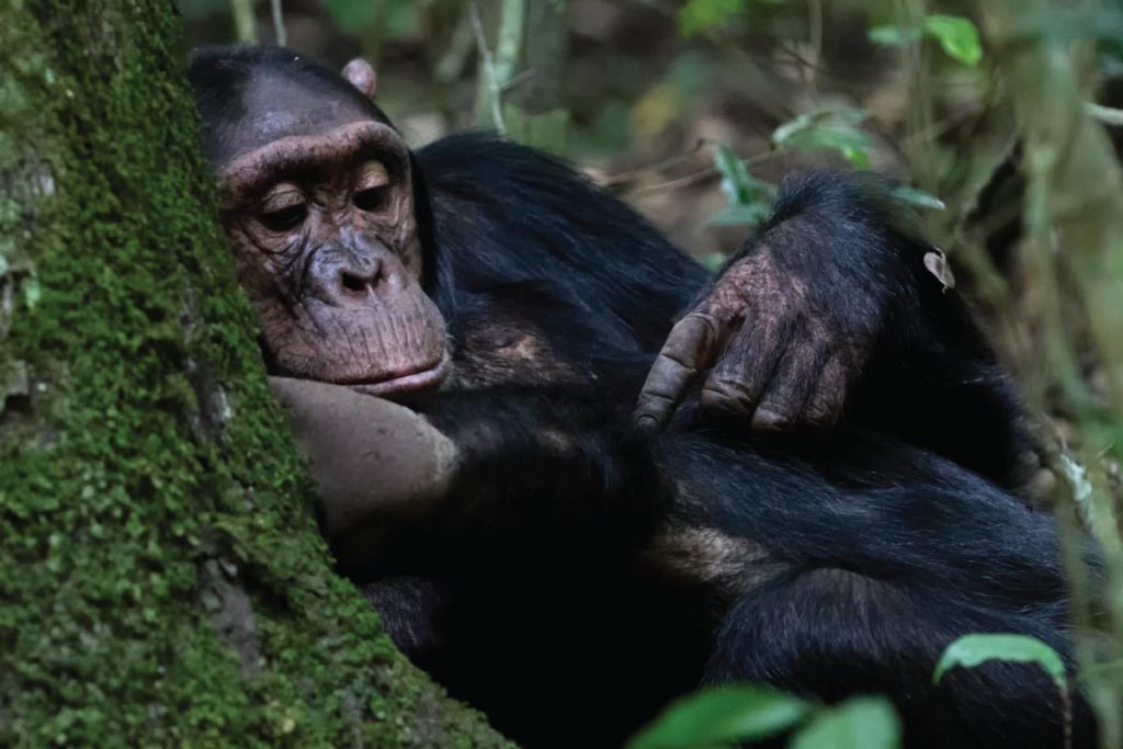 Rwanda Chimpanzee Tours