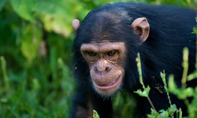 Rwanda Chimpanzee Tours