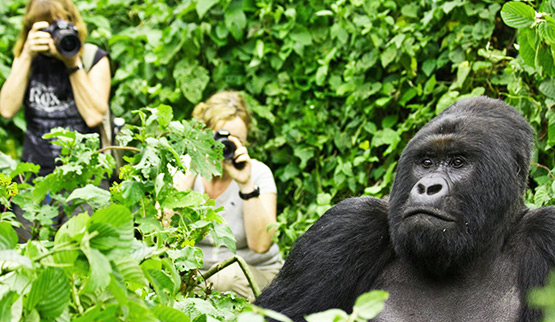 Rwanda Gorilla Tours