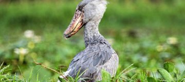 ShoeBill Stork