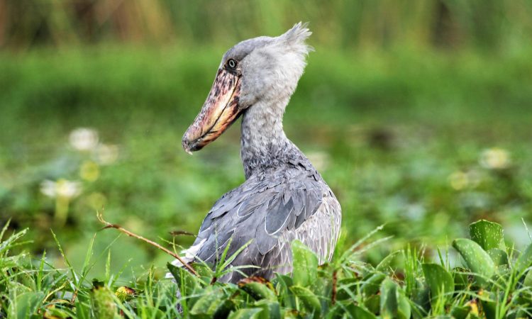 ShoeBill Stork