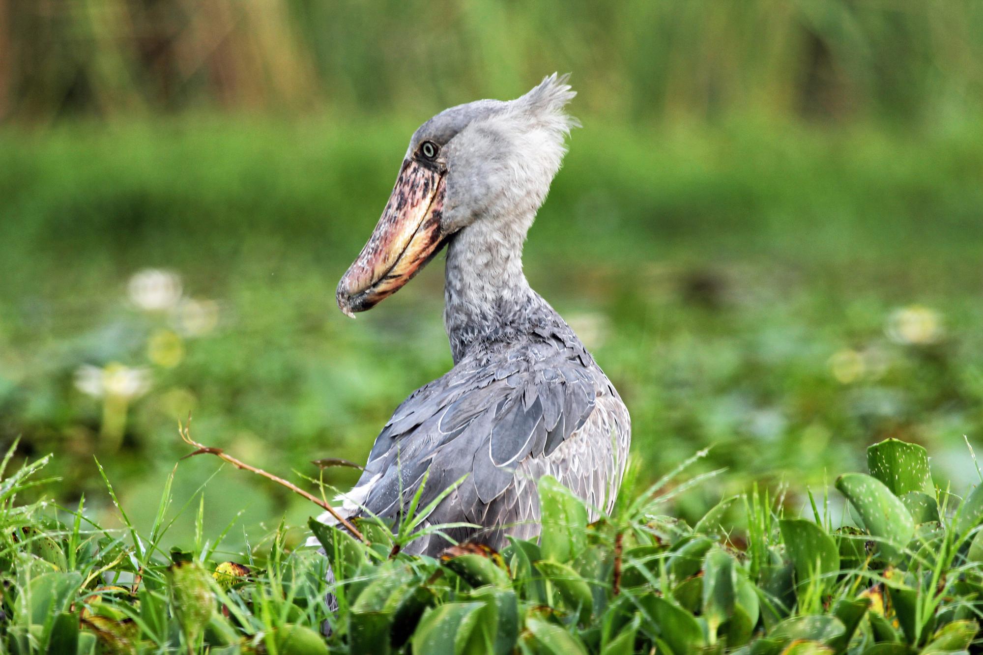 ShoeBill Stork