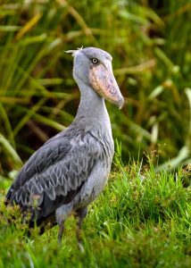 Shoebill Stork