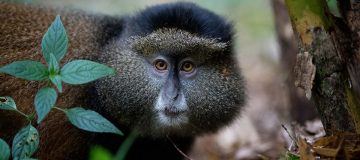 8 Days Kenya and Rwanda Combined Safari