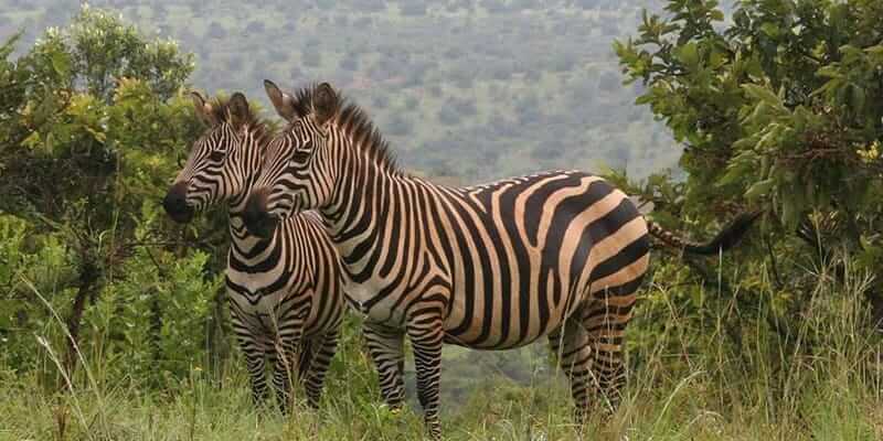 2 Days Akagera National Park