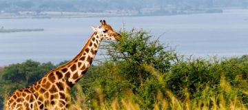 4 Days Murchison Falls & Delta Cruise Tour