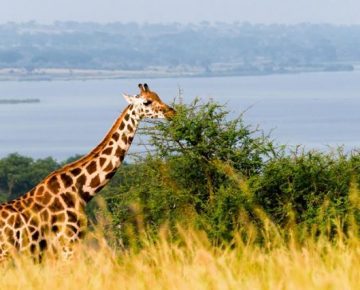 4 Days Murchison Falls & Delta Cruise Tour