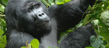 2 Days Uganda Gorilla Trekking from Kigali tour